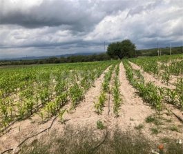 Terreno en Venta en  Piedra Gorda, Zacatecas