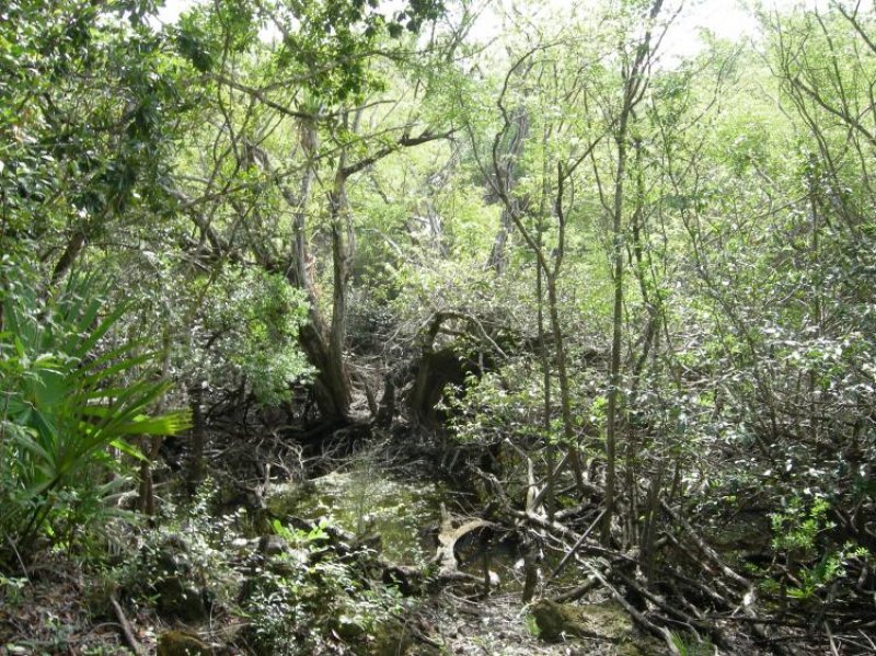 Foto Terreno en Venta en Tulum, Quintana Roo - U$D 735.000 - TEV11090 - BienesOnLine