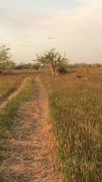 Foto Rancho en Venta en Escárcega, Campeche - $ 25.000 - RAV309244 - BienesOnLine