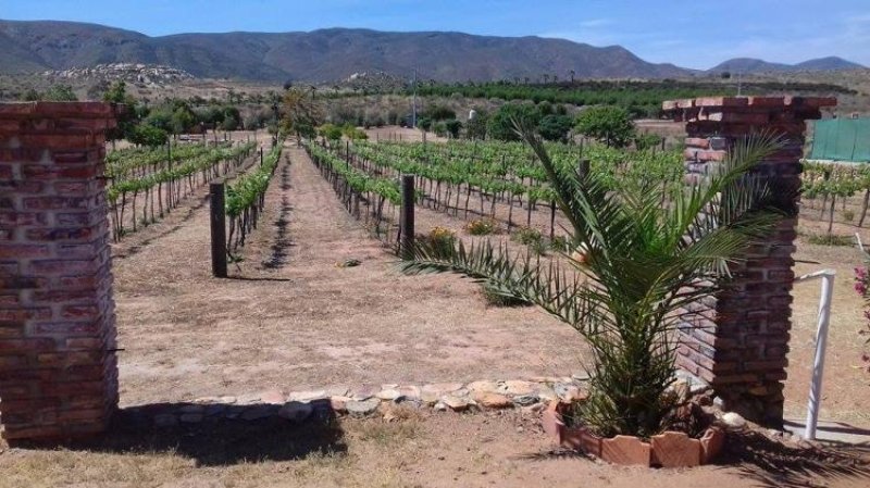 Foto Rancho en Venta en RUTA DEL VINO, Ensenada, Baja California - 3 hectareas - U$D 720.000 - RAV210620 - BienesOnLine