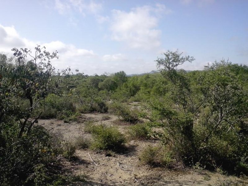 Foto Terreno en Venta en Ranchería, Linares, Nuevo Leon - $ 100.000 - TEV117899 - BienesOnLine