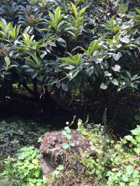 Foto Terreno en Venta en JALMOLONGA, Malinalco, Mexico - $ 3.170.400 - TEV146009 - BienesOnLine