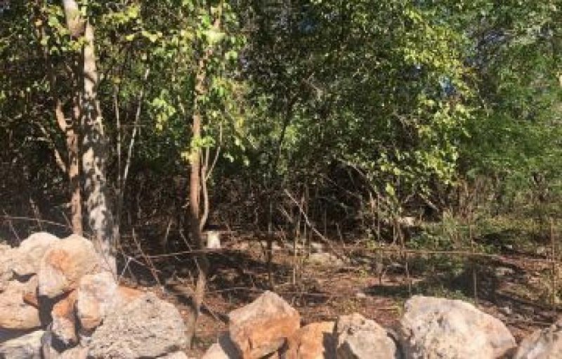 TERRENO EN VENTA EN UMAN