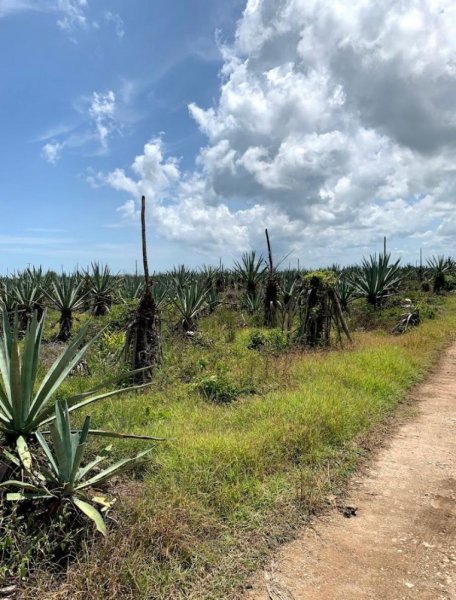 Terreno en Venta en telchac Telchac, Yucatan