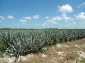 Venta de Terrenos Productivos para Invertir en Peninsula de Yucatan
