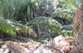 Terreno en Venta en VISTA HERMOSA Xicotepec de Juárez, Puebla